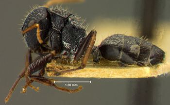 Media type: image; Entomology 21629   Aspect: habitus lateral view